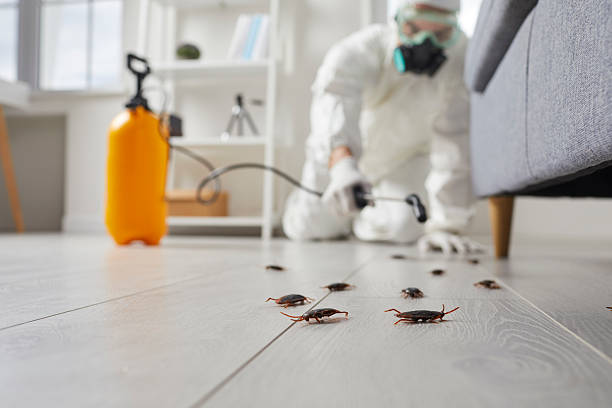 Post-Treatment Bed Bug Interceptor Monitoring in North Caldwell